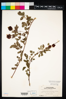 Rubus trivialis image