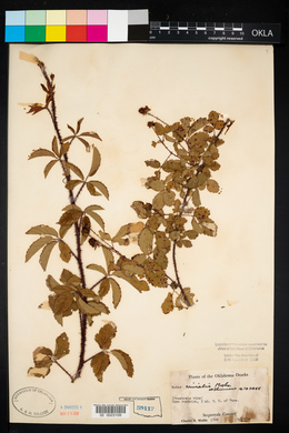 Rubus trivialis image