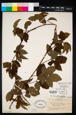 Rubus trivialis image