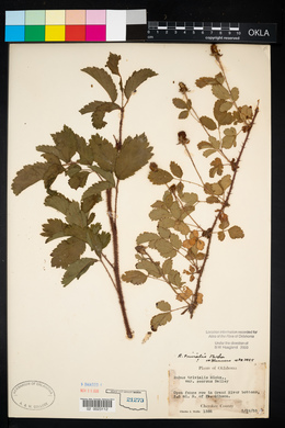 Rubus trivialis image