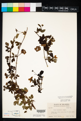 Rubus trivialis image