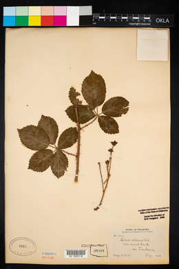 Rubus flagellaris image