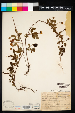 Rubus villosus image