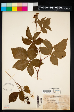 Rubus flagellaris image