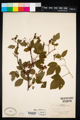 Rubus flagellaris image