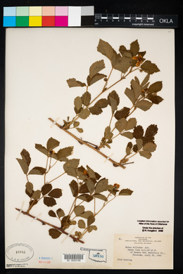 Rubus flagellaris image