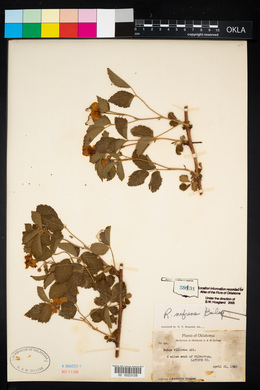 Rubus flagellaris image