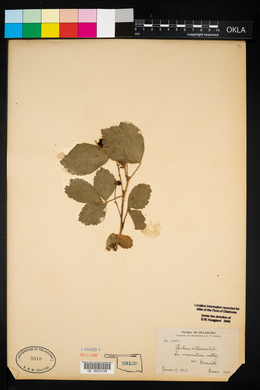 Rubus flagellaris image