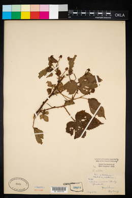 Rubus flagellaris image