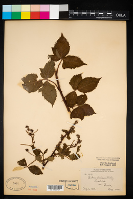 Rubus flagellaris image