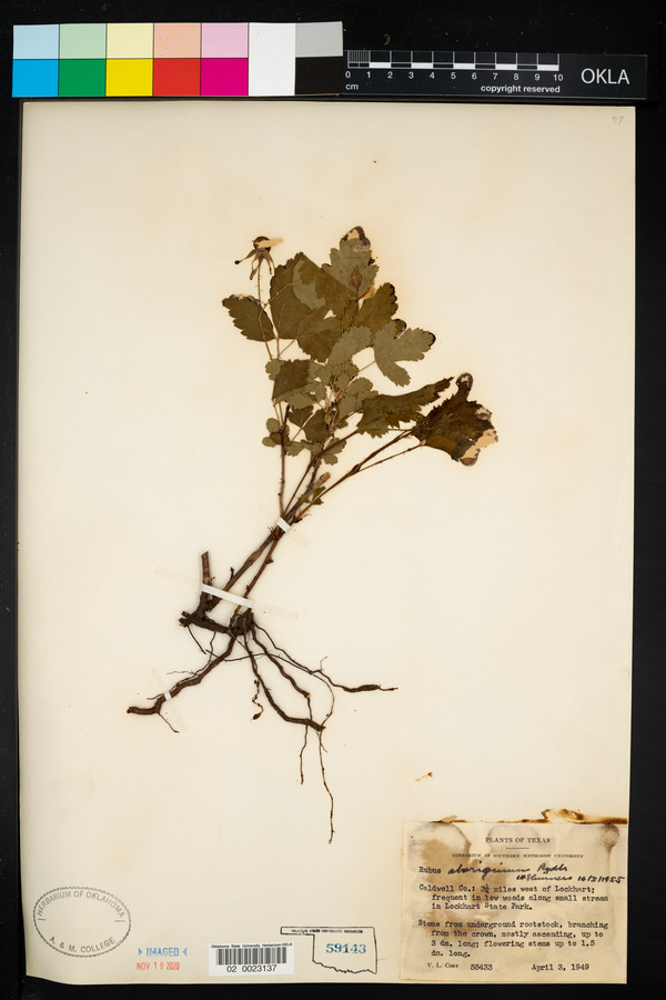 Rubus aboriginum image