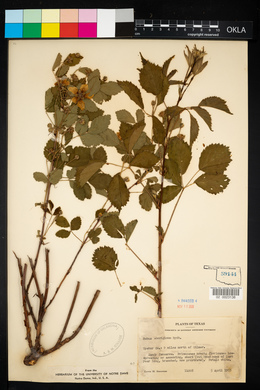 Image of Rubus aboriginum