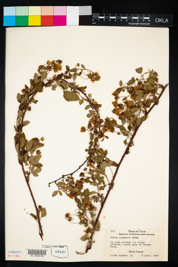 Rubus apogaeus image