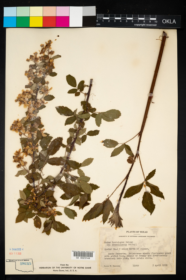 Rubus argutus image