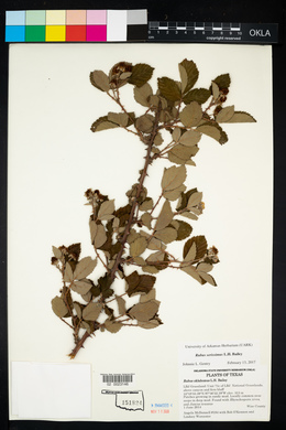 Rubus serissimus image