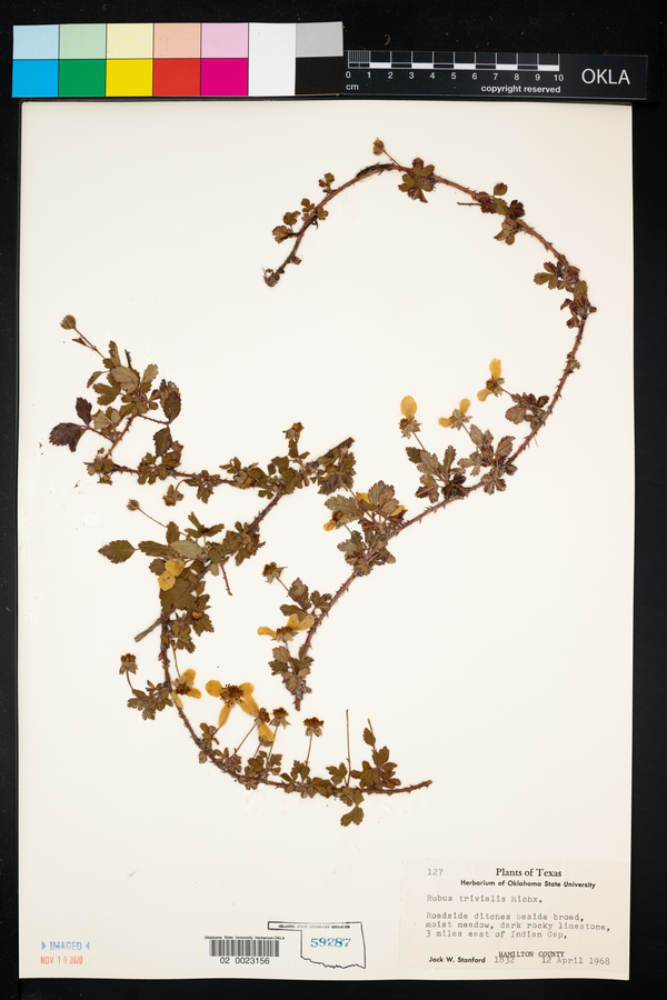 Rubus trivialis image