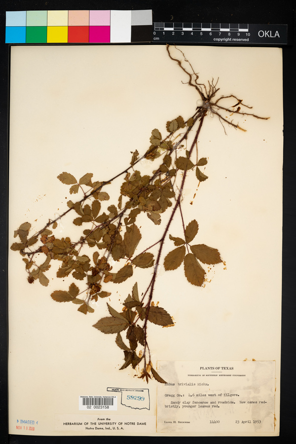 Rubus trivialis image