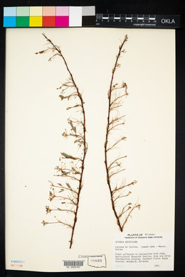 Spiraea cantoniensis image