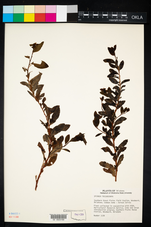 Spiraea trichocarpa image