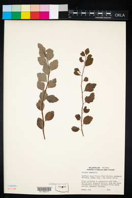 Spiraea × vanhouttei image