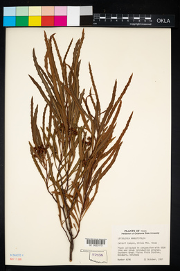 Image of Vauquelinia angustifolia