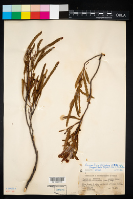 Vauquelinia corymbosa subsp. angustifolia image