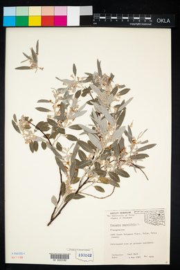 Elaeagnus angustifolia image