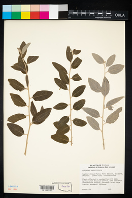 Elaeagnus angustifolia image