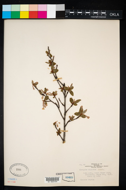 Elaeagnus commutata image