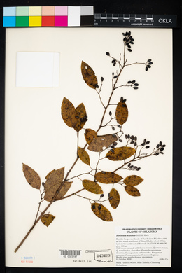 Berchemia scandens image