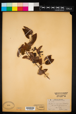 Berchemia scandens image