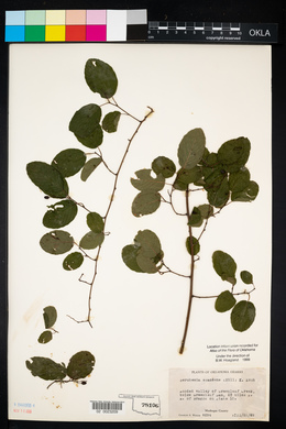 Berchemia scandens image