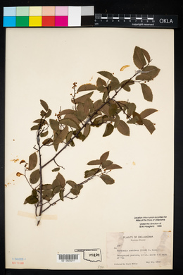 Berchemia scandens image