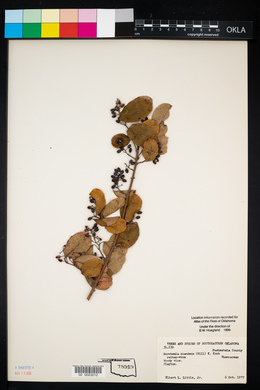 Berchemia scandens image