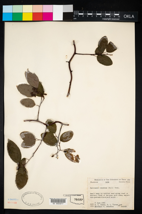 Berchemia scandens image