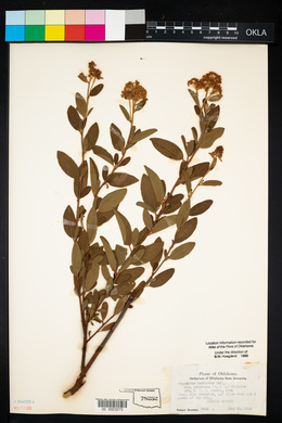 Ceanothus herbaceus image