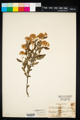Ceanothus herbaceus image