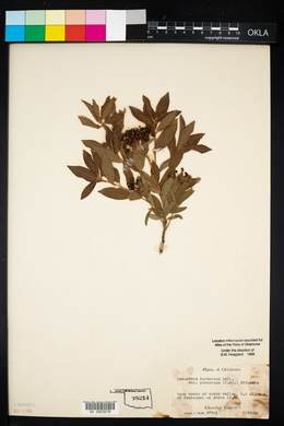 Ceanothus herbaceus image