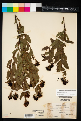 Ceanothus herbaceus image