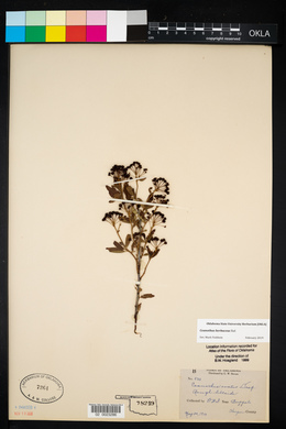 Ceanothus herbaceus image