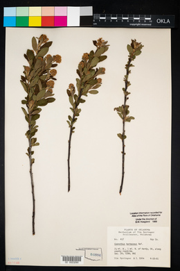 Ceanothus herbaceus image