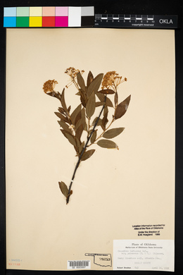 Ceanothus herbaceus image