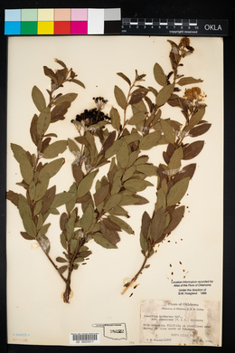 Ceanothus herbaceus image