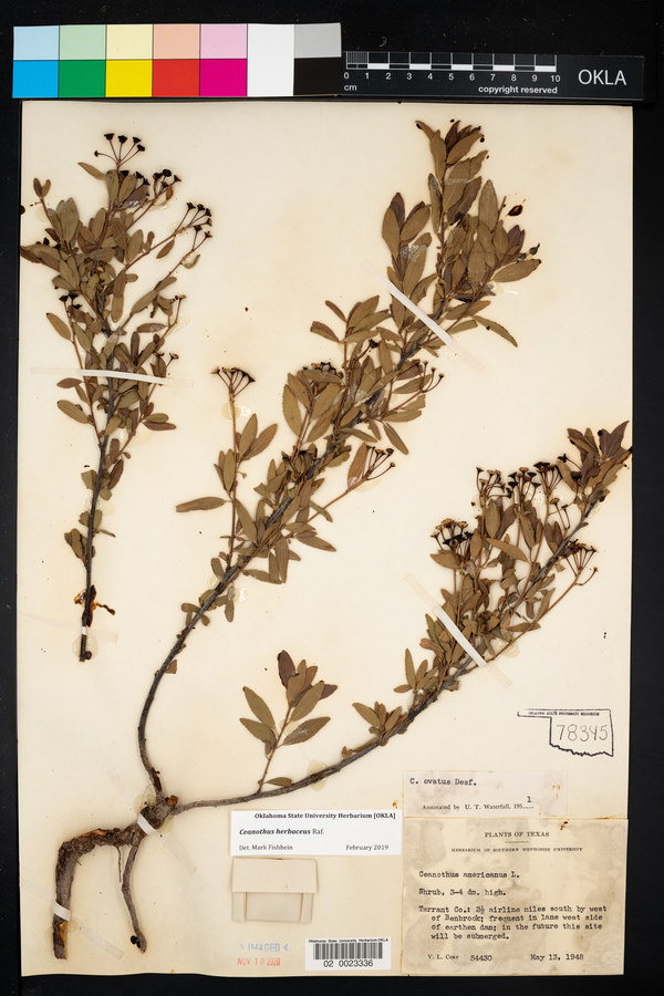 Ceanothus herbaceus image