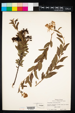 Ceanothus herbaceus image