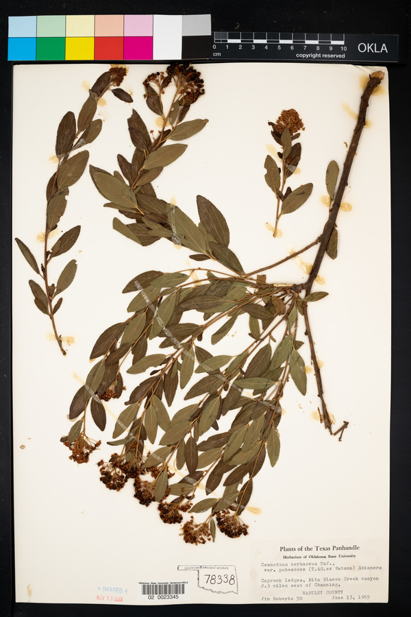 Ceanothus herbaceus image