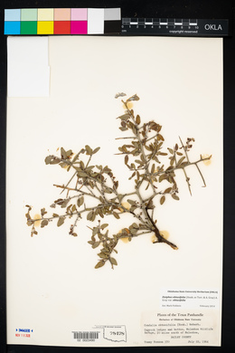 Ziziphus obtusifolia var. obtusifolia image
