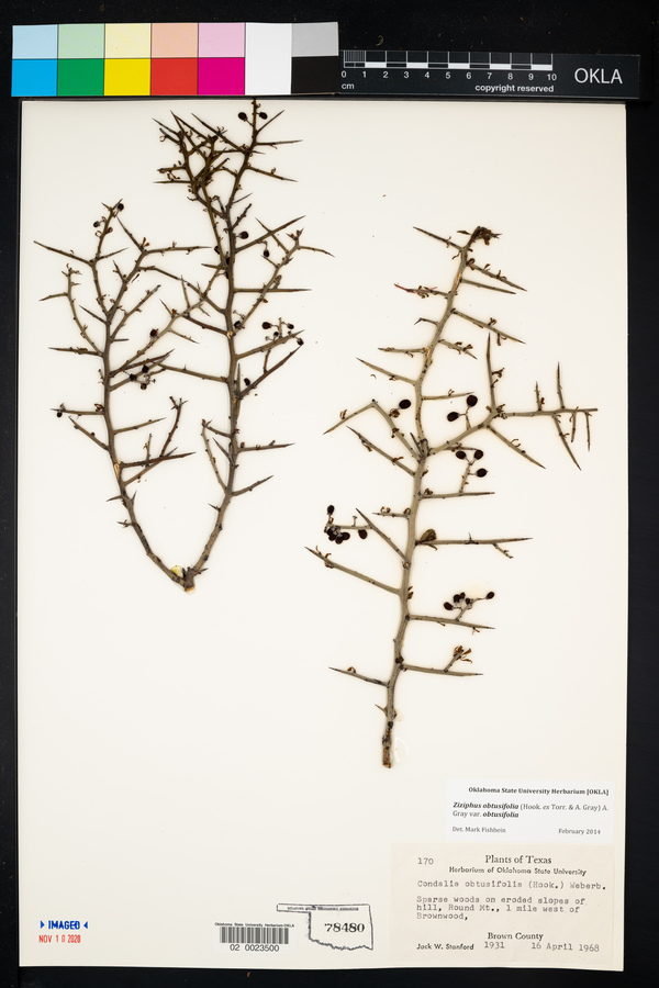 Ziziphus obtusifolia var. obtusifolia image