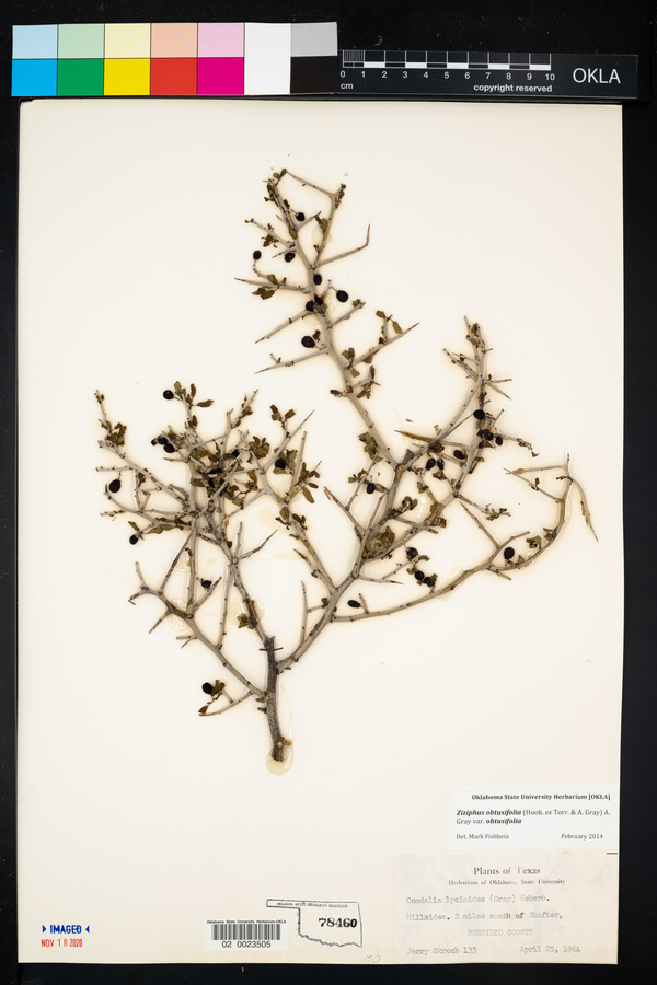 Ziziphus obtusifolia var. obtusifolia image