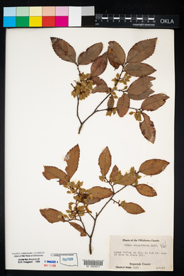 Ulmus crassifolia image